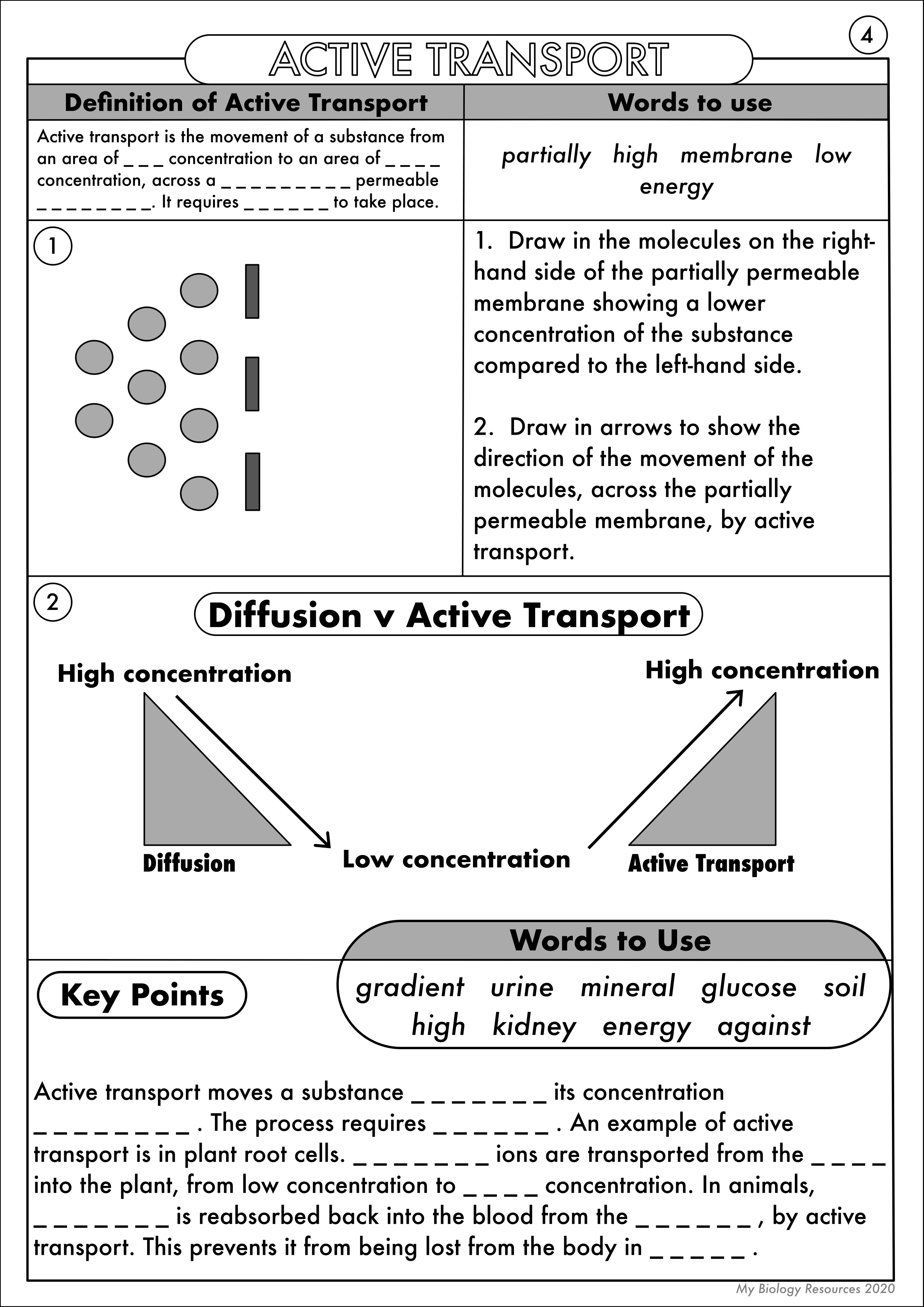 Best 45 Diffusion And Osmosis Worksheets Ideas 7