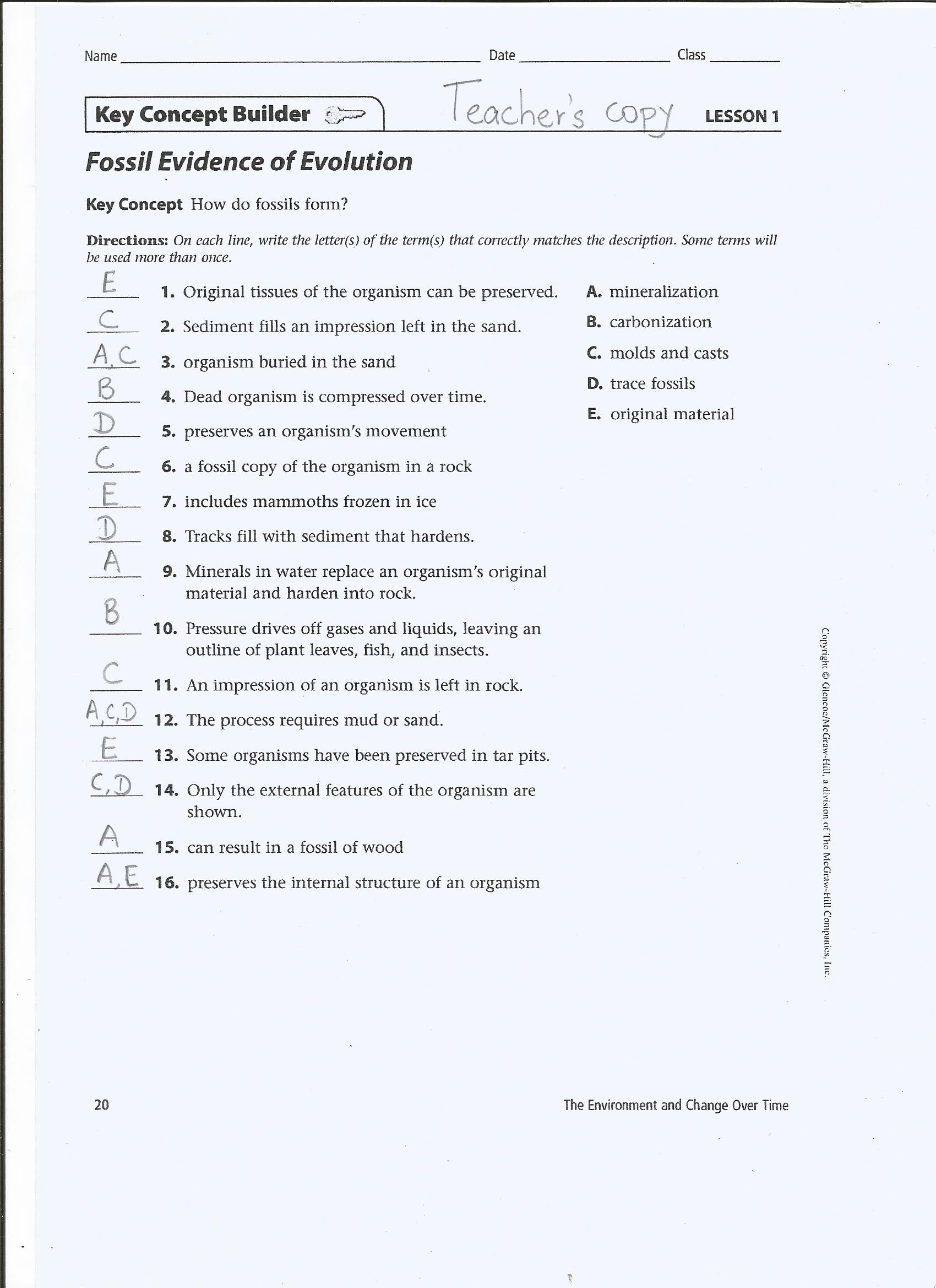 Best 45 Evidence Of Evolution Worksheets Ideas 17