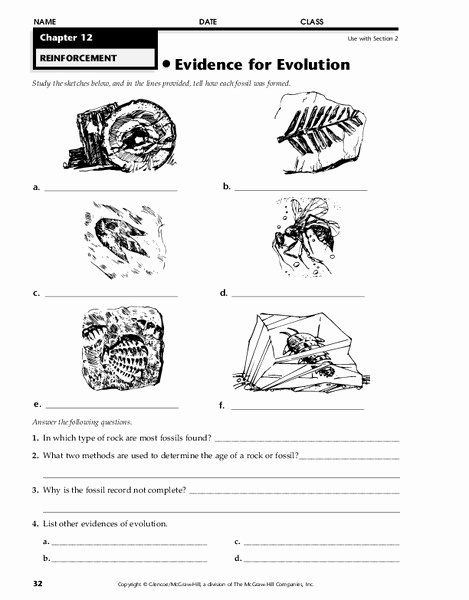 Best 45 Evidence Of Evolution Worksheets Ideas 2