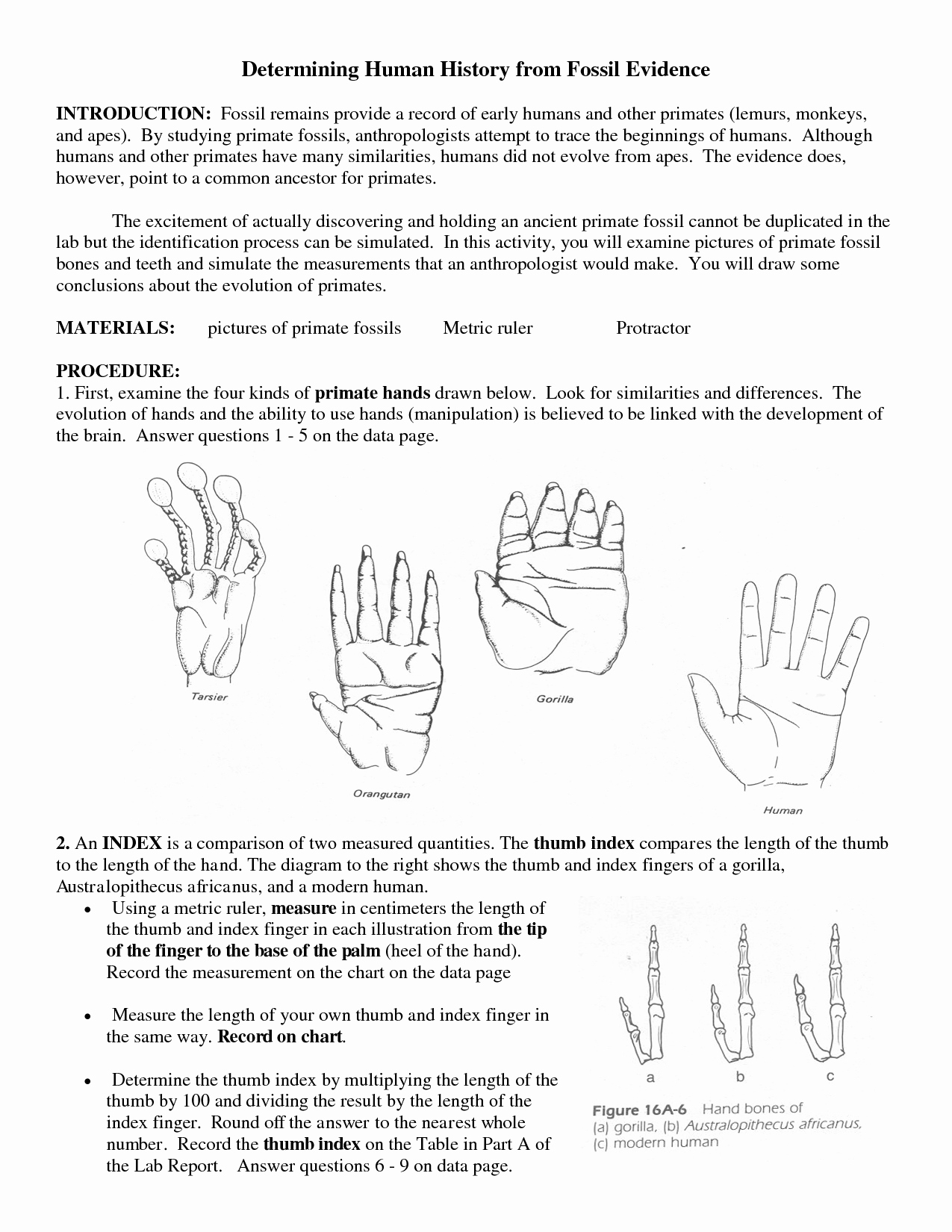 Best 45 Evidence Of Evolution Worksheets Ideas 21