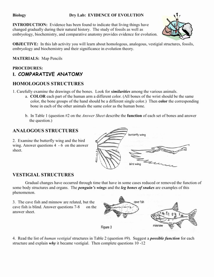 Best 45 Evidence Of Evolution Worksheets Ideas 3