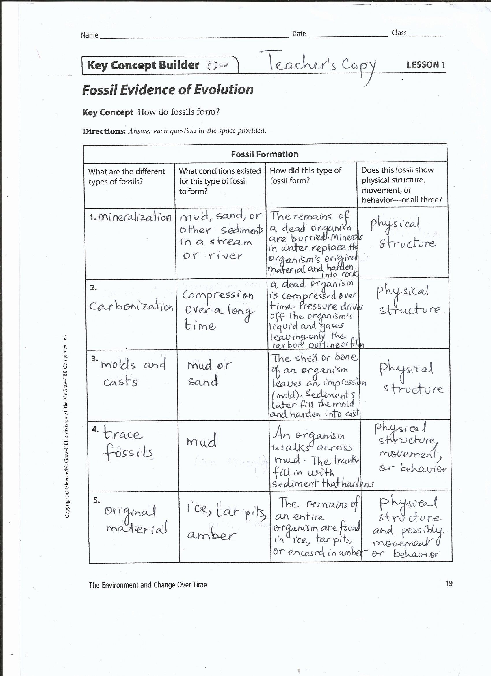 Best 45 Evidence Of Evolution Worksheets Ideas 41