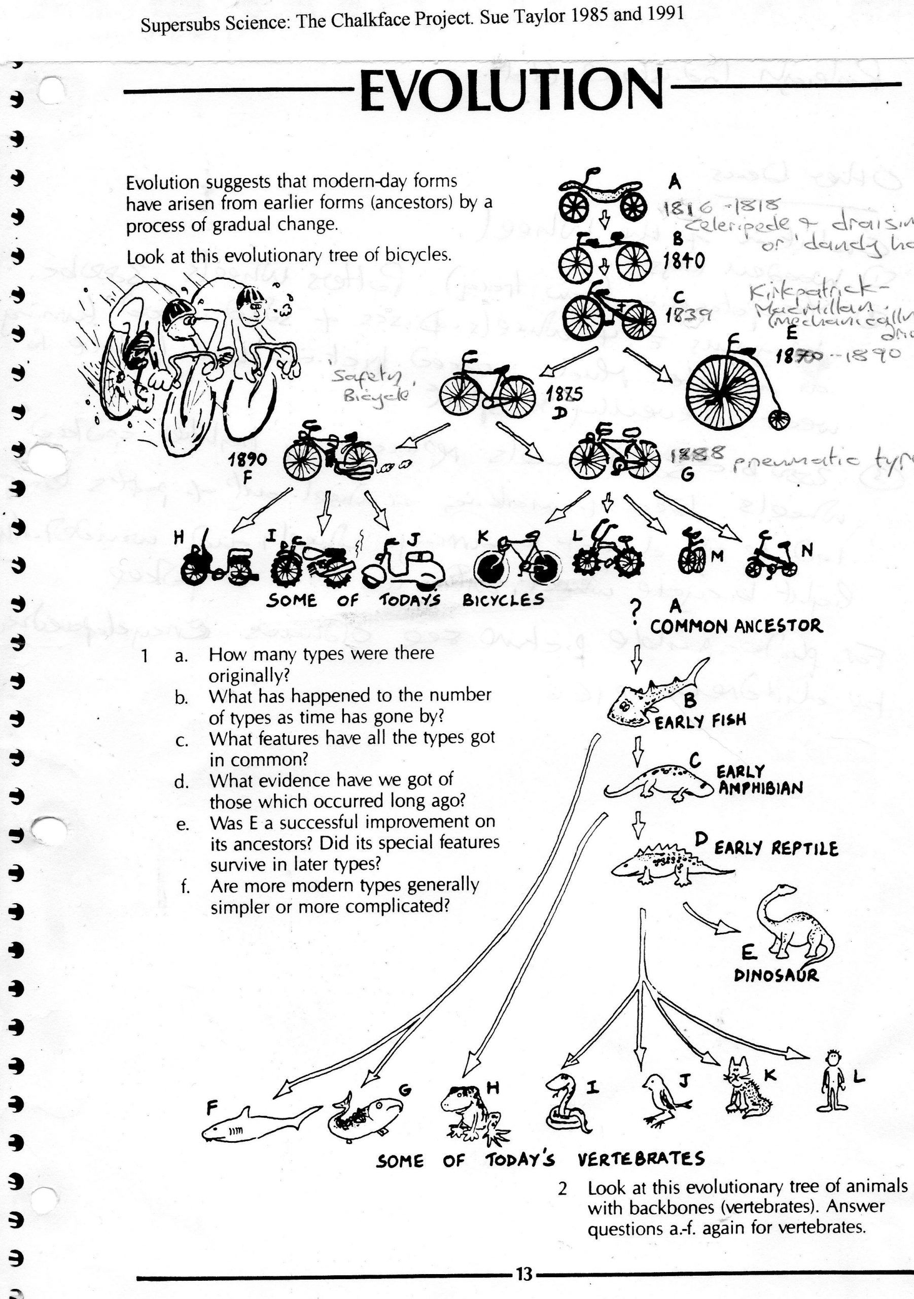 Best 45 Evidence Of Evolution Worksheets Ideas 5