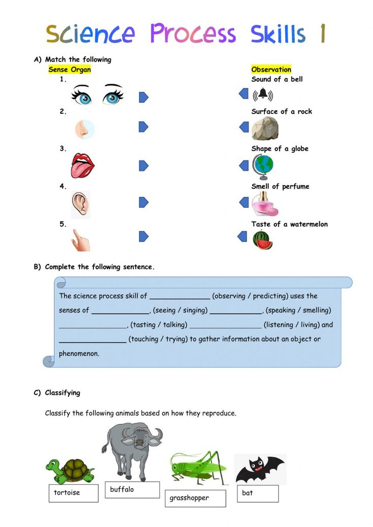 30 Science Worksheets For Kids 1St Grade