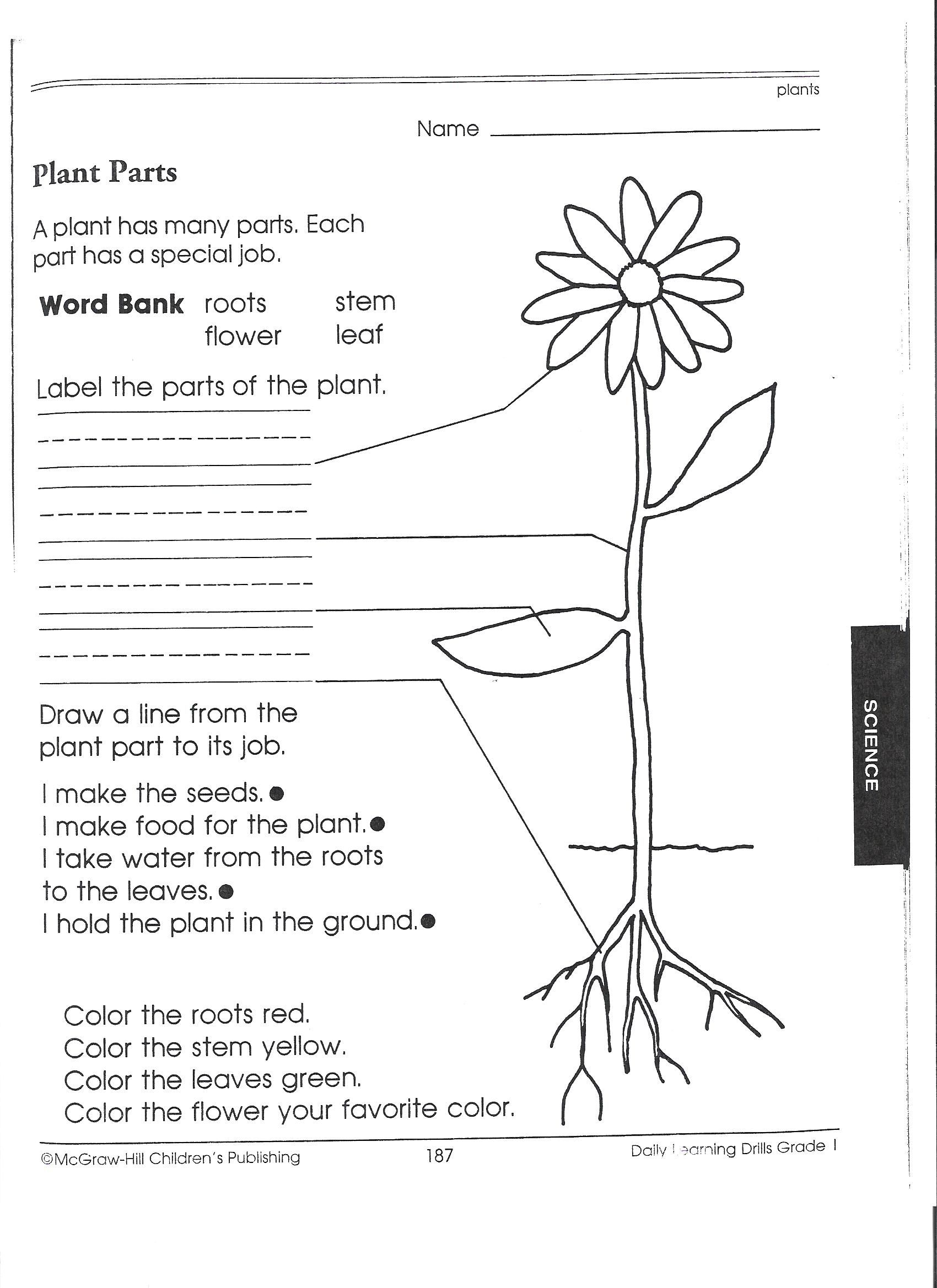 35 Science Worksheets For Kids 1St Grade